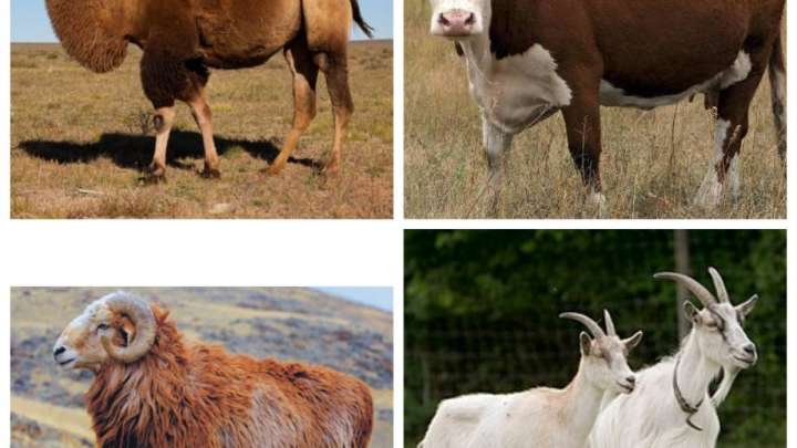 Алматыда құрбандық шалуға рұқсат етілген 14 орын бар