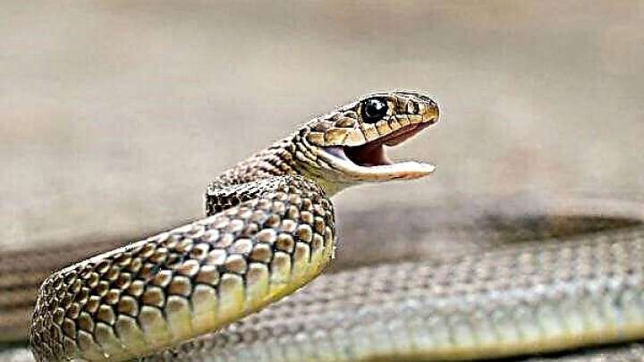 9 жастағы баланы жылан шағып өлтірді