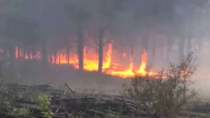 «Ертіс орманы» резерватындағы өрт өршіп барады