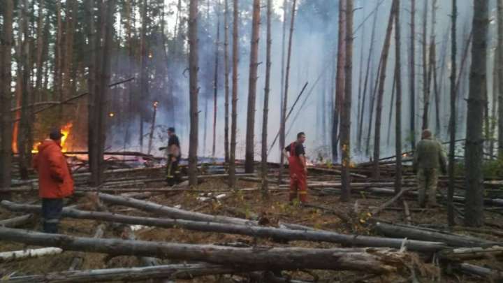 Елімізде он жыл ағаш кесуге тыйым салмақ