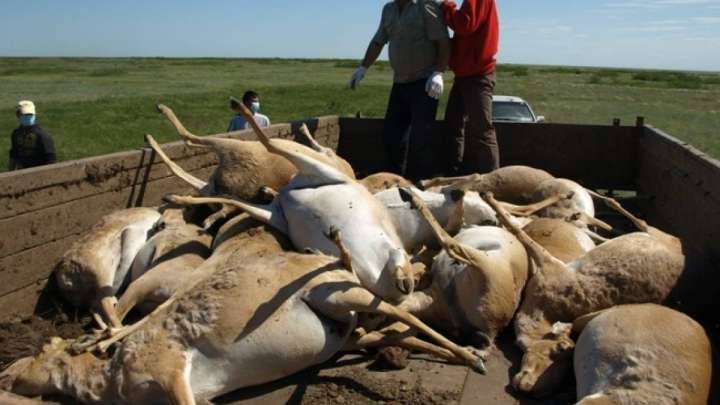 Сайга под прицелом: что делать с тушами?