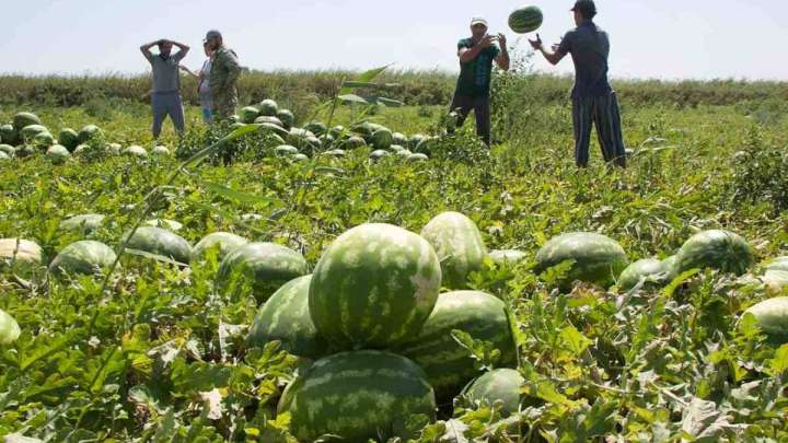 Ауыл шаруашылығы жұмыспен қамтуда алдыңғы орында. Статистка