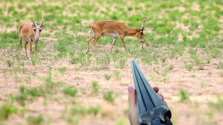 Қазақтар атқан киікті қытайлар келіп өңдемек