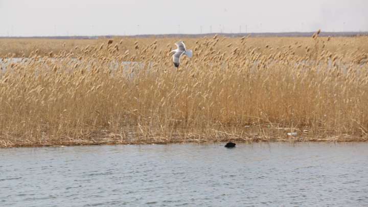 Малый Талдыколь возвращается?