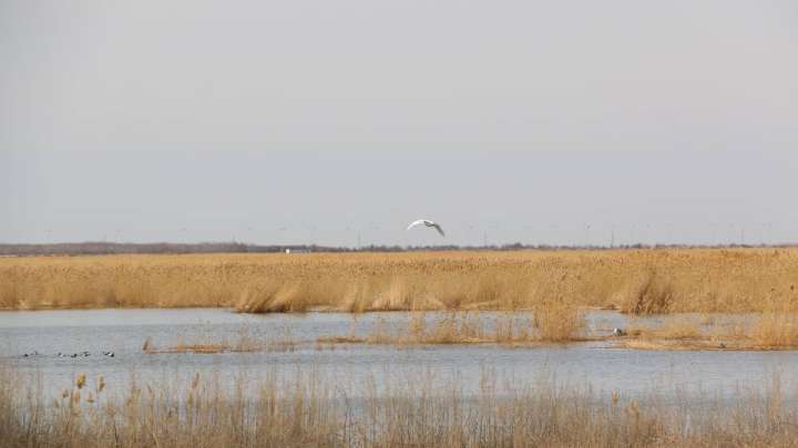 Сельхозземли переселенцам будут выдавать без конкурса