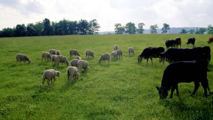 Жетісу облысында шаруаларға 3 жыл жер телімі берілмей келген