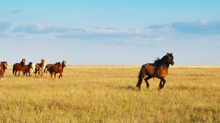 Қазақстанда жылқы еті қымбаттады