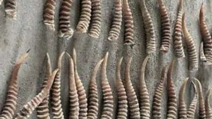 Қытайға киік мүйізін алып өтпек болған қазақстандық ұсталды