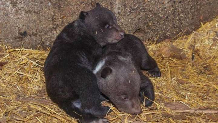 Алматы зообағында егіз қонжық дүниеге келді