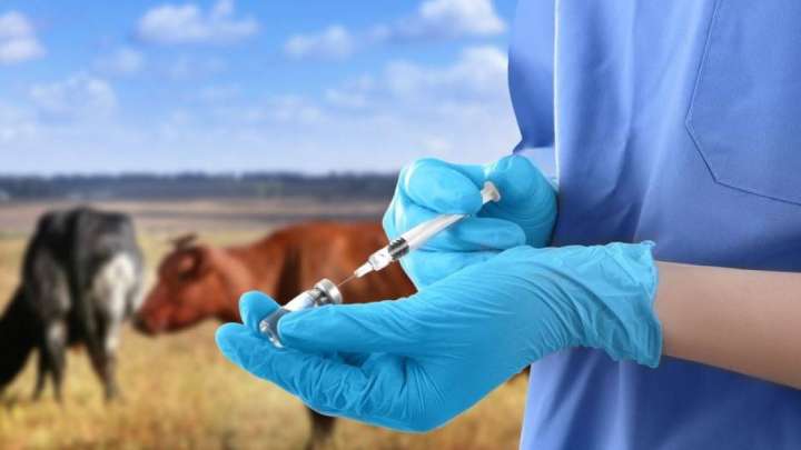 Ақмола облысында ет сатуға жалған ветеринарлық анықтама бергендер ұсталды