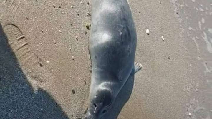 В Мангистау снова гибнут тюлени