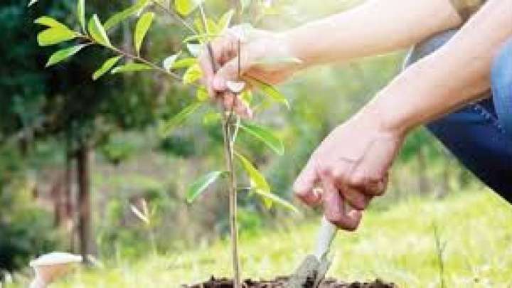 Таразда жасыл желектерді күтіп ұстауға 1,7 млрд теңге жұмсалған