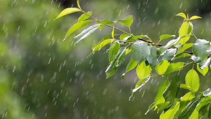 Алдағы күндері елімізде күн суытып, жаңбыр жауады