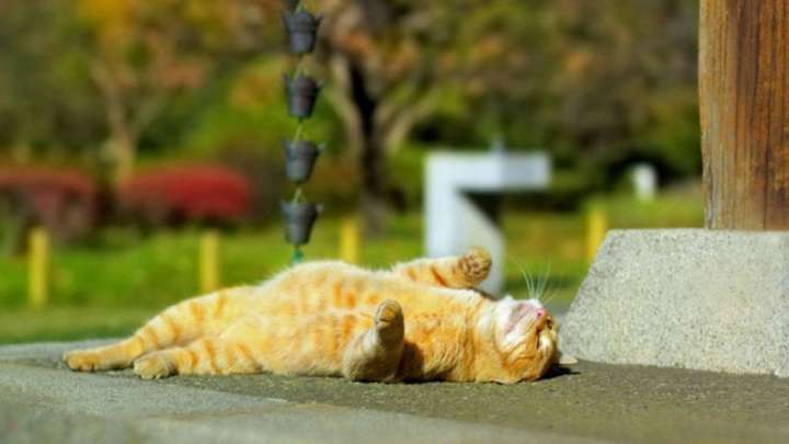 Елімізде мамырда күн 40 градусқа дейін ысиды