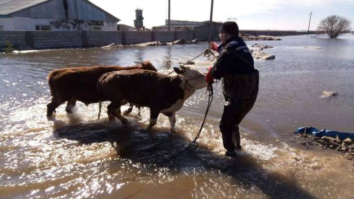 Қазақстандағы су тасқыны: қырылған құжатсыз малдың өтемақысы қалай төленеді