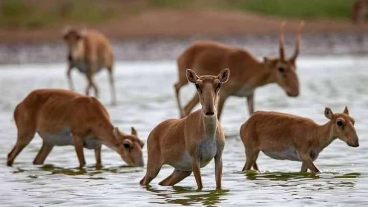Ақбөкендерді атуға енді рұқсат етілмейді
