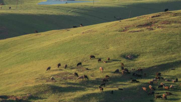 Алматы облысында ауыл тұрғындары жайылымның сатылып кеткеніне наразылық білдірді