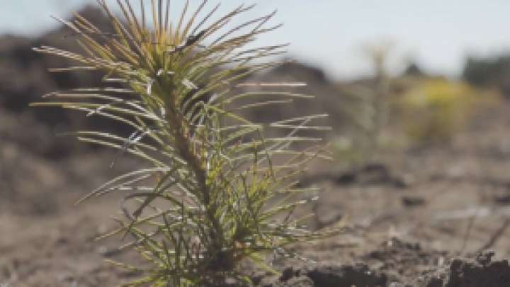 «Таза Қазақстан»: Қарағандылықтар орманға 90 түп қарағай көшетін отырғызады