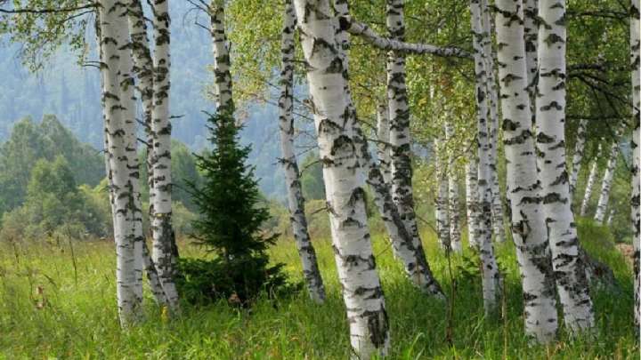 Солтүстік Қазақстан облысы қайың тұқымын жарты миллиард теңгеге сатып алмақ