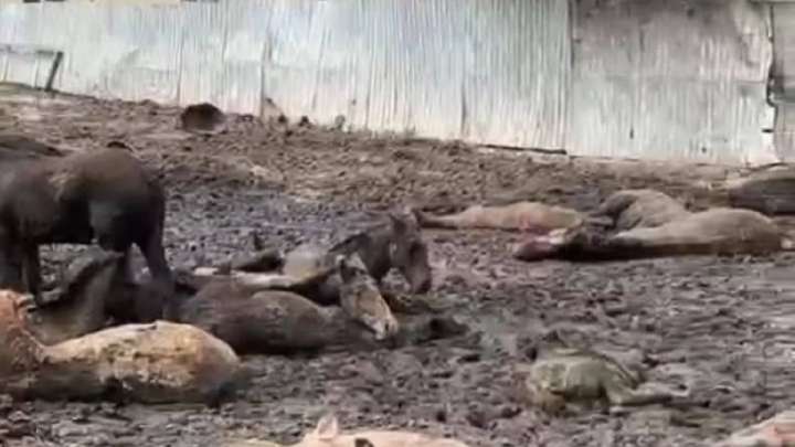 Тірі малды өлекселердің ішіне ұстаған тұрғынға ауылдастары шағымданды