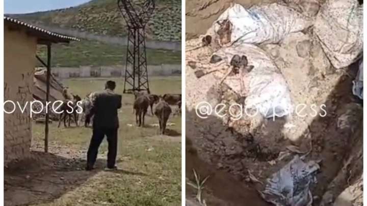 Желіде шымкенттік кәсіпкердің есектерді сойып, базарға сатқаны туралы ақпарат тарады