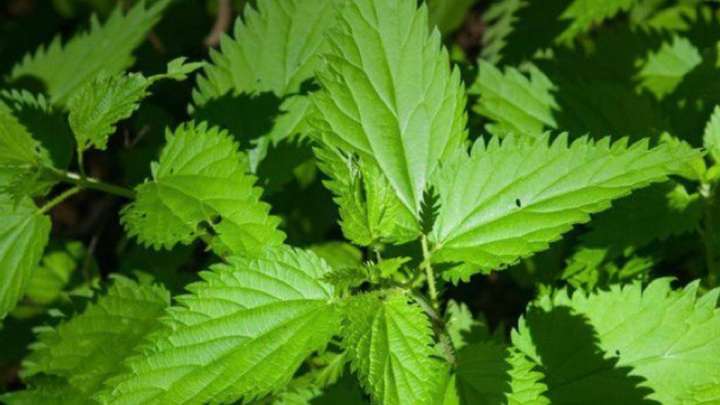 Қарасора өсірген екі астаналық сотталды