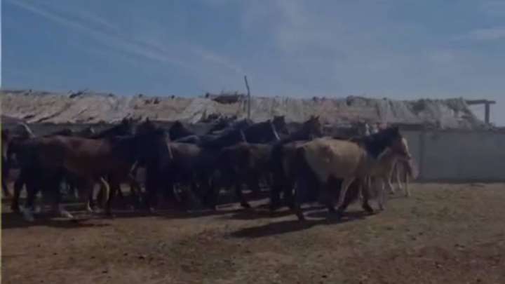 Жетісуда бір үйір жылқы бір жыл дегенде табылды (ВИДЕО)