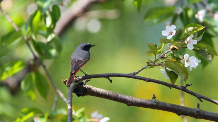 Көктемнің соңғы күндері Астана, Алматы және Шымкентте ауа райы қандай болады