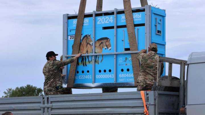 Пржевальский жылқысы тарихи мекені Қостанай өңіріне оралды