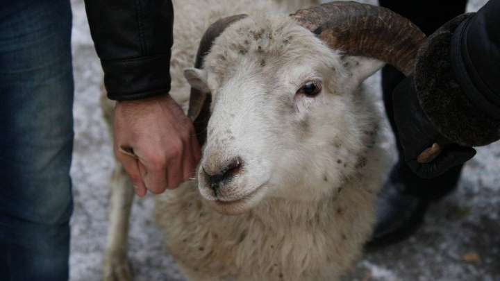 Астанада құрбан шалуға болатын орындар бекітілді