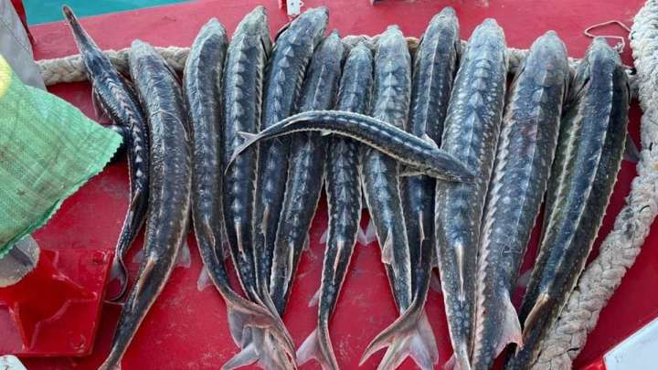 Мыңнан аса бекіре мен 67 итбалық табиғи мекеніне жіберілді (ФОТО)