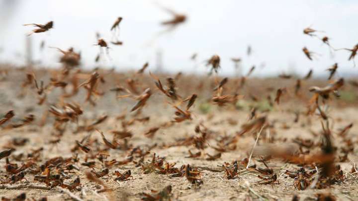 Түркістан облысында шегіртке 50 га алқапта тараған