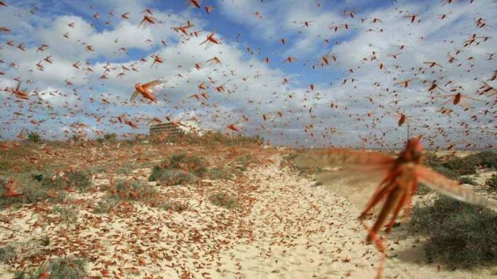 Түркістан облысында шегіртке 271,5 мың га аумаққа тараған