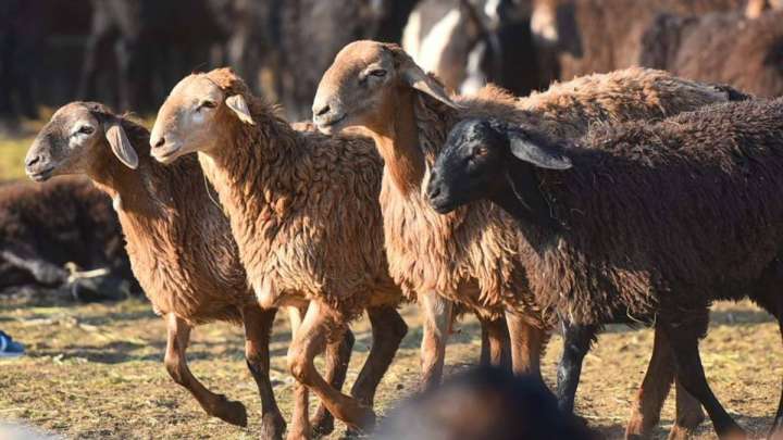 Құрбан айттың алғашқы күнінде қанша мал сойылды