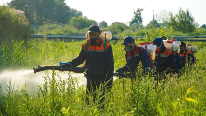 Астанада маса мен шыбын-шіркейге қарсы өңдеудің үшінші кезеңі басталды