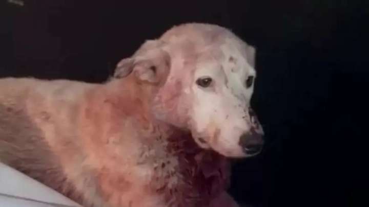 Ақтөбеде итті пышақтаған ер адам ұсталды