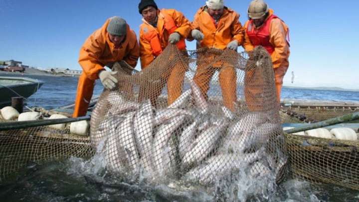 Қазақстанда жыл сайын 45-50 мың тонна балық ауланады