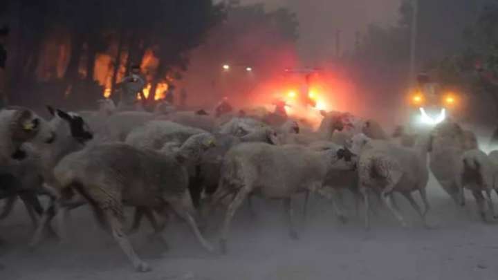 Түркияда орман өртенді: қызыл жалын елді мекендерге жеткен