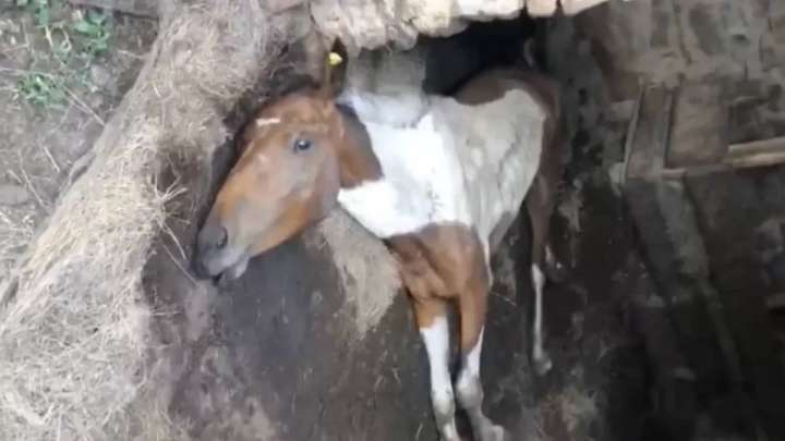 Қарағанды облысында жылқылар белгісіз аурудан өліп жатыр