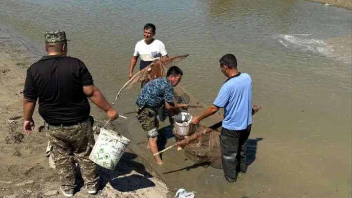 Атырау облысында 520 мыңнан астам шабақ құтқарылды