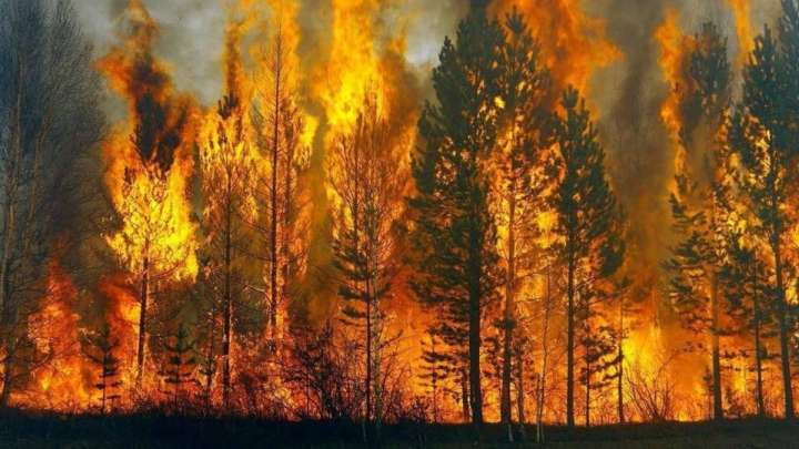 Елімізде болған орман өртіне кінәлілер айыппұлмен құтылып кеткен