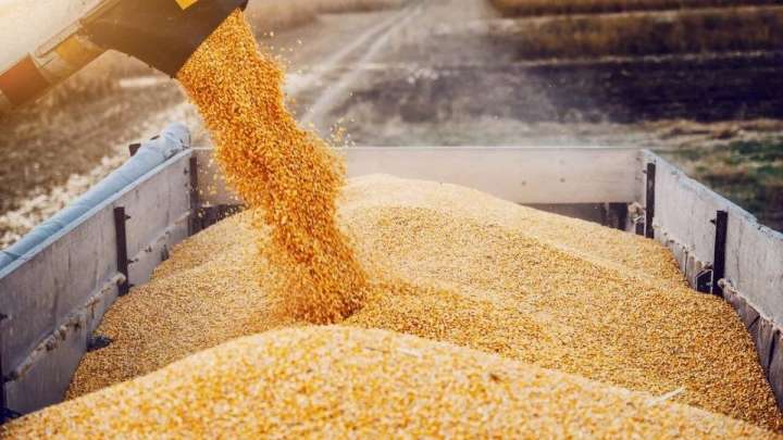 Елімізге сырттан бидай әкелуге тыйым салынады