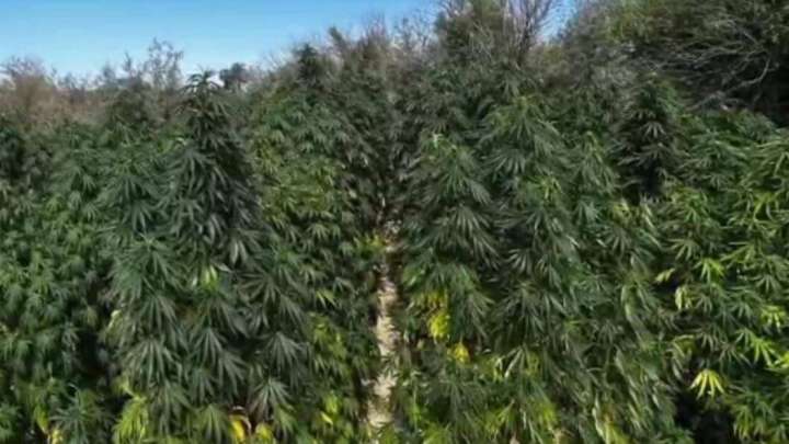 Алматы облысында қарасора алқабы анықталды