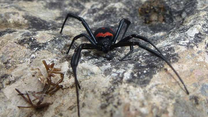 Баянауылда қарақұрт қаптап барады