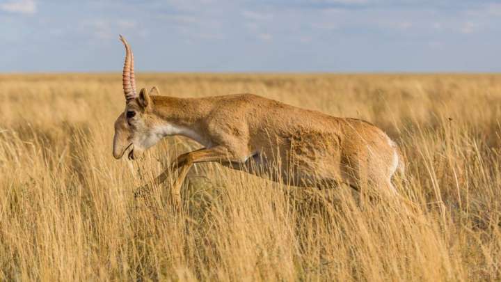 Ақбөкеннің етін заңсыз сатқан адам ұсталды