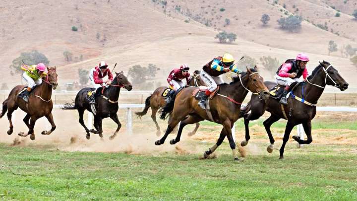 Көшпенділер ойындарында қандай аттар бәйгеге шабады?