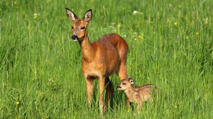 Еліктің лағын өлтіргендер 4 жылға сотталды