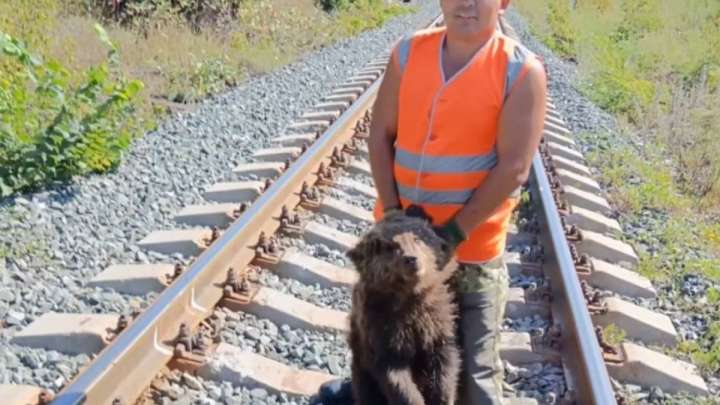 Өскеменде тұрғындарға аю шабуылдады. Әкімдік не дейді?