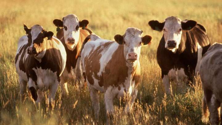 Қазақстанда қанша бас мал бар?