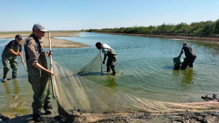 Атырауда миллионнан аса шабақ құтқарылып, Жайыққа жіберілді
